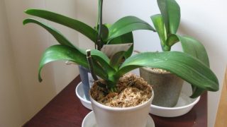 Thumbnail of post image 013
