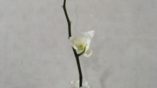 Thumbnail of post image 067