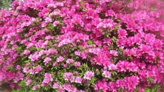 Thumbnail of post image 017