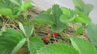 Thumbnail of post image 145