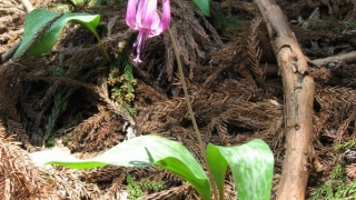 Thumbnail of post image 108