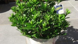 Thumbnail of post image 176