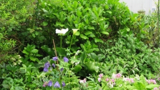 Thumbnail of post image 056