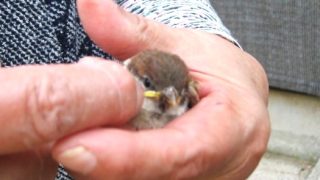 Thumbnail of post image 025
