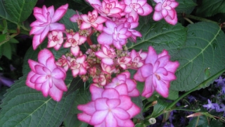 Thumbnail of post image 159