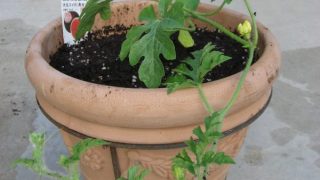 Thumbnail of post image 143