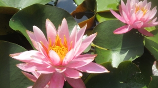 Thumbnail of post image 080