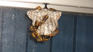 Thumbnail of post image 075