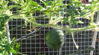 Thumbnail of post image 108