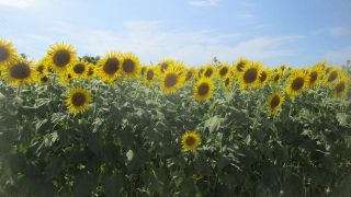 Thumbnail of post image 079