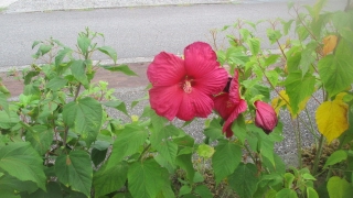 Thumbnail of post image 160