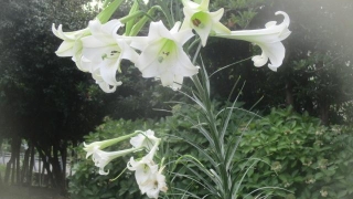 Thumbnail of post image 078