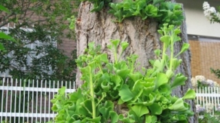 Thumbnail of post image 031