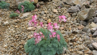 Thumbnail of post image 066