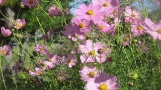 Thumbnail of post image 050