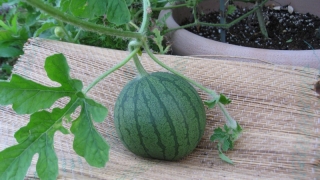 Thumbnail of post image 065