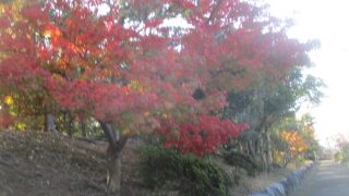 Thumbnail of post image 104