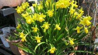 Thumbnail of post image 125