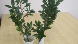 Thumbnail of post image 060