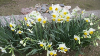 Thumbnail of post image 103