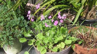 Thumbnail of post image 167